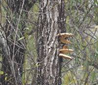 Pleurotus ostreatus image