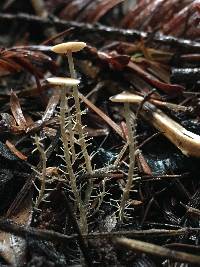 Dendrocollybia racemosa image