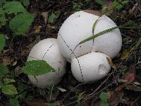 Calvatia gigantea image