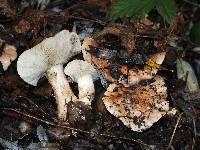 Tricholoma dryophilum image