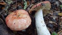 Russula cremoricolor image