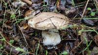 Suillus pseudobrevipes image