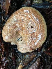 Lactarius rubrilacteus image