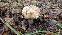 Amanita gemmata image