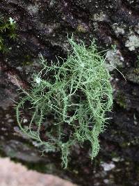 Usnea intermedia image