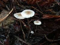 Image of Collybia cirrhata