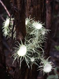 Usnea intermedia image