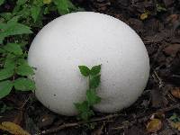 Calvatia gigantea image