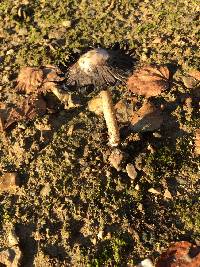 Coprinus comatus image