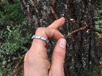 Micromphale sequoiae image