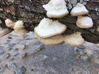 Trametes cubensis image