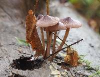 Mycena bulliformis image