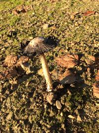 Coprinus comatus image