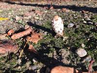 Coprinus comatus image