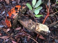 Leccinum manzanitae image