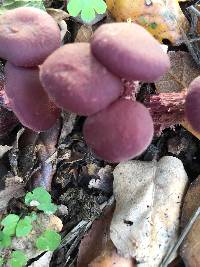 Laccaria amethysteo-occidentalis image