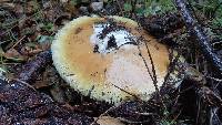 Amanita calyptroderma image