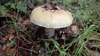 Amanita gemmata image