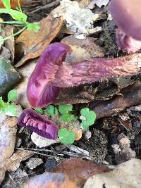 Laccaria amethysteo-occidentalis image