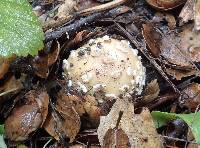 Amanita gemmata image