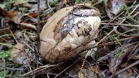 Image of Suillus pseudobrevipes