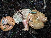 Lactarius rubrilacteus image