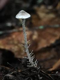 Dendrocollybia racemosa image