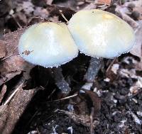 Stropharia caerulea image