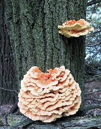 Laetiporus sulphureus image