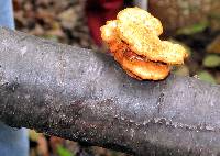 Pycnoporus cinnabarinus image
