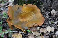 Omphalotus olivascens image