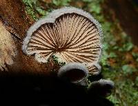 Schizophyllum commune image