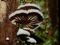 Schizophyllum commune image