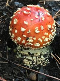 Amanita muscaria image