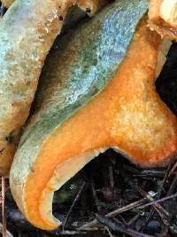 Lactarius deliciosus image