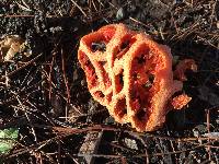 Clathrus ruber image