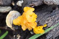 Tremella aurantia image