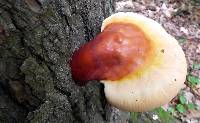 Ganoderma tsugae image