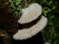 Schizophyllum commune image