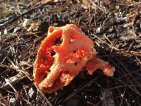 Clathrus ruber image