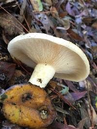 Lactarius alnicola image