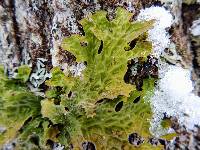 Lobaria pulmonaria image