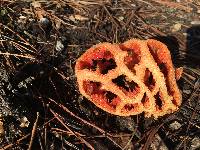 Clathrus ruber image