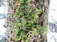 Lobaria pulmonaria image