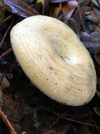 Lactarius alnicola image