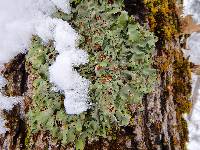 Lobaria quercizans image