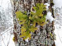 Lobaria pulmonaria image