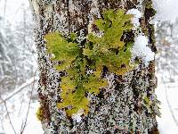 Lobaria pulmonaria image