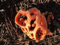 Clathrus ruber image