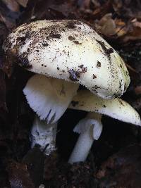 Amanita phalloides image